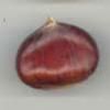 PELLEGRINE