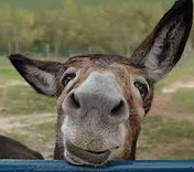 Toujours ambiance grise ...