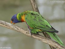 Loriquet à tête bleue 