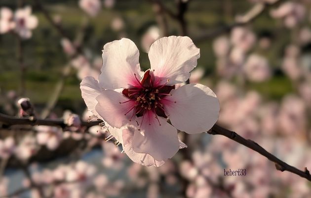 Des fleurs à Cáceres (Espagne)