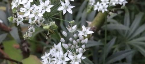 les blancs du début d'automne