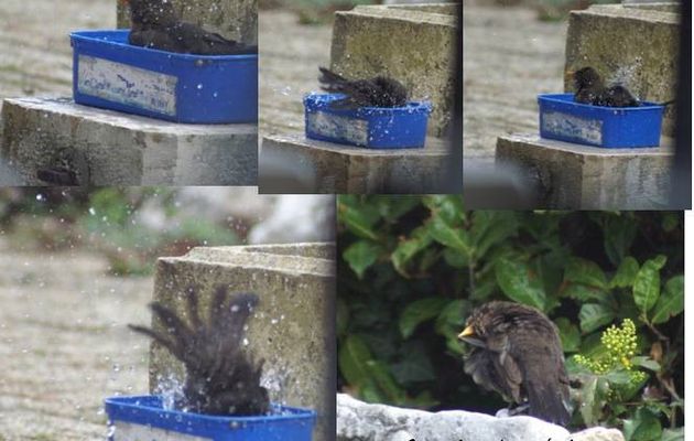 J'adore mon jardin....