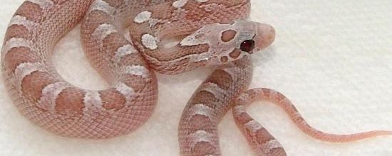 Ghost bloodred