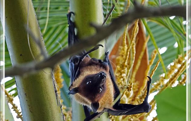 Chauve-souris géante d'Inde, Roussette, Renard volant, Flying fox, (Pteropus giganteus) - Moofushi - Atoll d'Ari - Maldives 