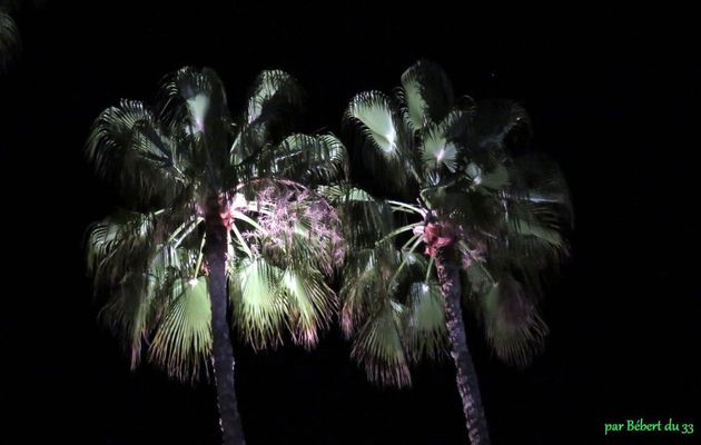 Palmiers à Cannes 