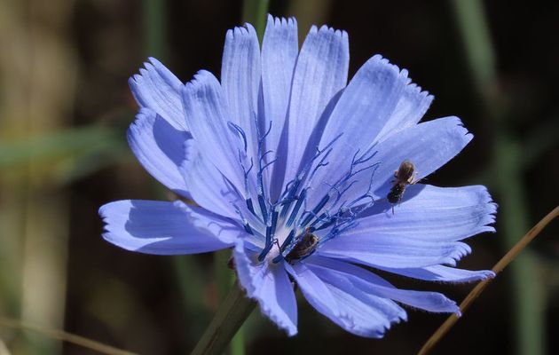 des fleurs en été