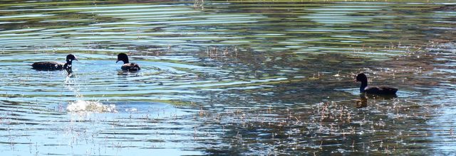 des ronds dans l'eau !