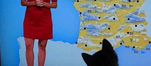 Dimanche c'est chat