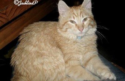 Le chat Caramel...