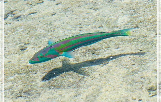 Girelle hublot, Surge wrasse (Thalassoma purpureum) - Motu Aito - Fakarava sud - Tuamotu - Polynésie française