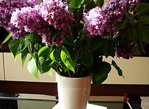 Du lilas qui sent bon...