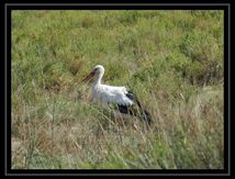 Cigogne blanche - Ciconia ciconia