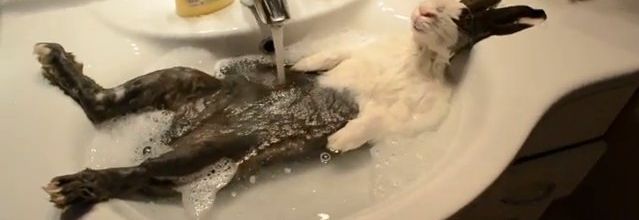 Ce lapin prend son bain et s'endort dans un lavabo