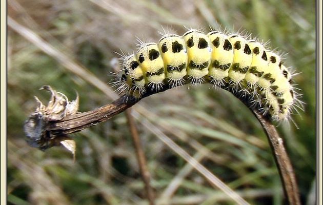 Faune des Pyrénées (Images de mon ancien blog, année 2009)
