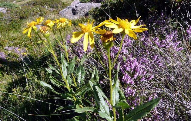 Flore des Pyrénées (Images de mon ancien blog, année 2008)