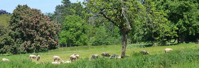 Rambouillet : Mérinos, Mérinos !