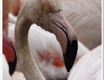 Flamant rose - Phoenicopterus roseus - Phoenicoptériformes