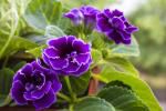 Gloxinia, nom botanique Sinningia speciosa