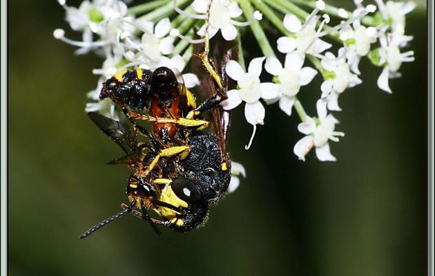 Une photo, deux présentations : Guêpe tueuse de Tenthrède (Mouche à scie) - Lartigau - Milhas - 31