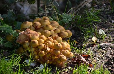  Champignons du Bois de Vincennes 