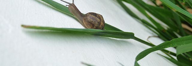 Les escargots au jardin!!