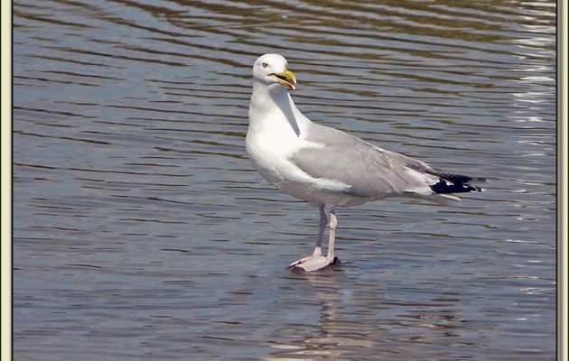 Le goéland : "J.C. ? Non, non, je ne l'ai pas vu passer" Le photographe : "Mais si, mais si ... tu las vu !" - Ars-en-Ré - Ile de Ré - 17