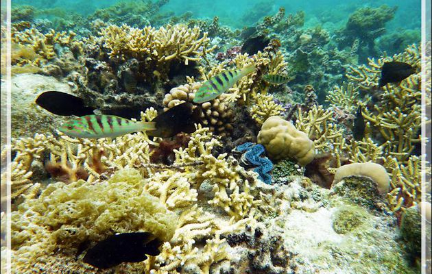 Aquarium au bénitier - Jardin de corail - Motu Tautau - Taha'a - Polynésie française