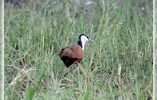 Jacana à poitrine dorée, African Jacana (Actophilornis africanus) - Fleuve Zambèze - Zimbabwe