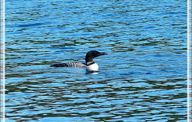 Plongeon huard ou Imbrin ou Huard à collier, Great Northern Loon (Gavia immer) - Lac Venne - Duhamel - Outaouais - Québec - Canada