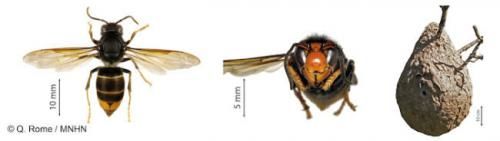 Bilan des connaissances sur l'invasion du frelon asiatique