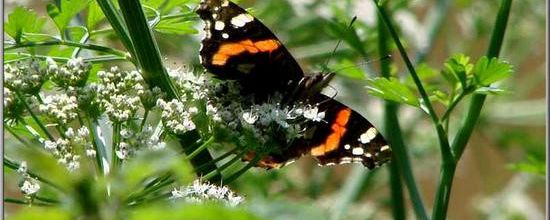 Papillon