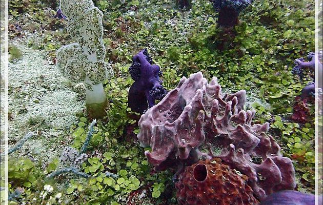 Éponges-Barrique (Xestospongia testudinaria) - Betalinjona (2ème Frère) - Nosy Tsarabanjina - Archipel Mitsio - Madagascar