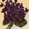 Violettes et cartonnettes !!! 2014