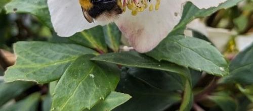 Les fleurs du moment et ++