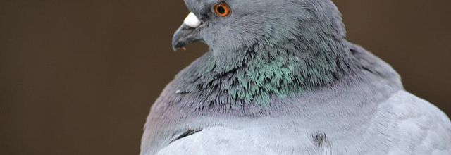 Faut-il détester et avoir peur des pigeons ?