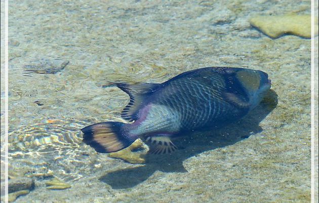Baliste à moustache ou à tête jaune ou titan, Giant trigger-fish or Titan trigger-fish (Balistoides viridescens) - Motu Aito - Fakarava sud - Tuamotu - Polynésie française