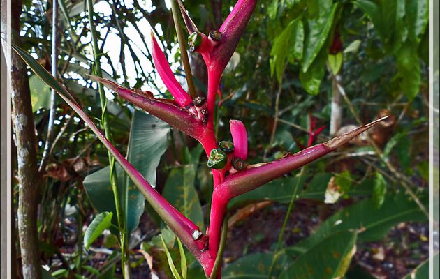 Héliconia - Inkaterra Hacienda Concepcion - Puerto Maldonado - Pérou