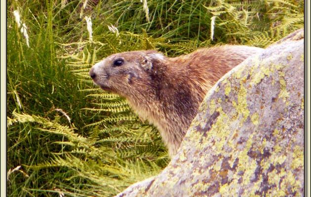 Faune des Pyrénées (Images de mon ancien blog, année 2009)