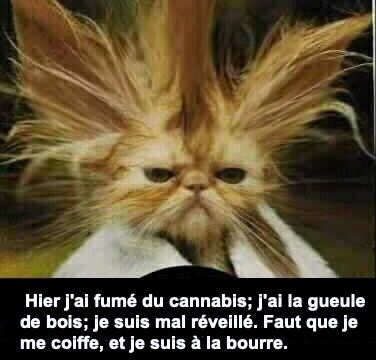 Fumer un joint, est-ce dangereux ? (1)