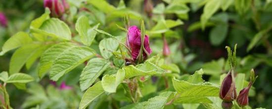 Rosier 'Hansa' 