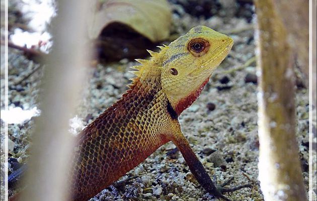 Lézard Agame arlequin « Caméléon » mâle, Common Garden Lizard, Bloodsucker, Changeable lizard (Calotes versicolor) - Moofushi - Atoll d'Ari - Maldives