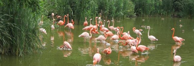 Le Parc des Oiseaux.