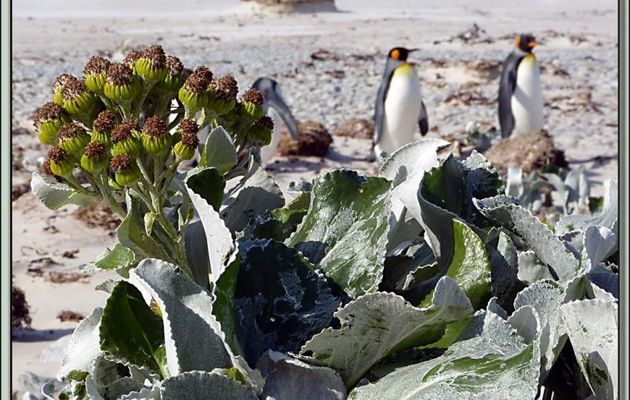 Séneçon Cinéraire ou Cinéraire maritime ou Chou de mer (Senecio candicans) - Volunteer Point - Falkland Islands, Iles Malouines, Islas Malvinas