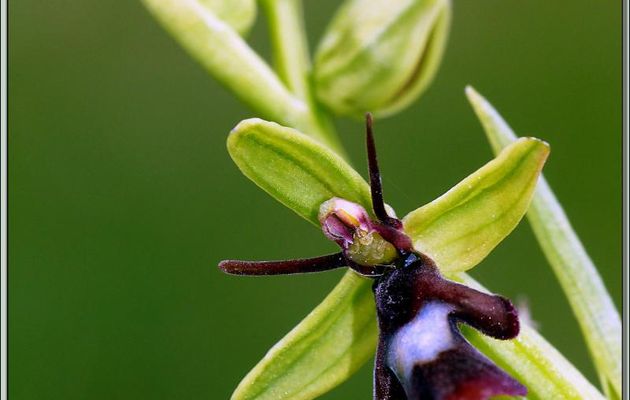 Orchidée Ophrys mouche (Ophrys insectifera) - Pic d'Aillo - Sauveterre de Comminges / Régades - 31