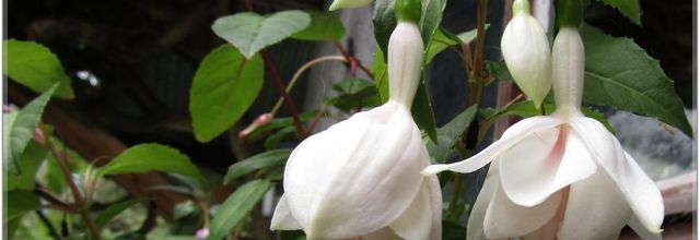 2023  LES  FUCHSIAS  DU JARDIN 