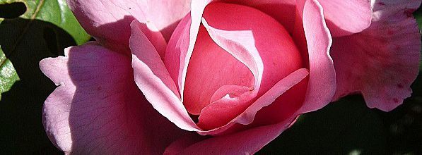 Mes fleurs ...