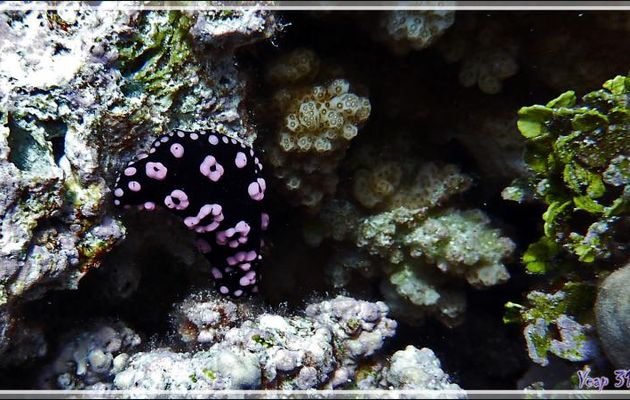 Nudibranche  (Limace de mer) Phyllidie annelée (Phyllidiella annulata) - Passe Tumakohua (passe sud) - Atoll de Fakarava - Tuamotu - Polynésie française