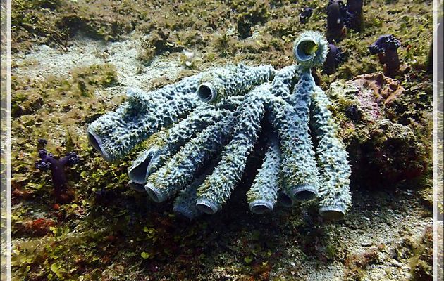 Éponge épineuse bleue, Blue spined sponge (Callyspongia sp.) - Betalinjona (2ème Frère) - Tsarabanjina - Mitsio - Madagascar