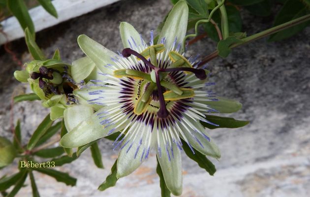une fleur de la passion et des bébètes 