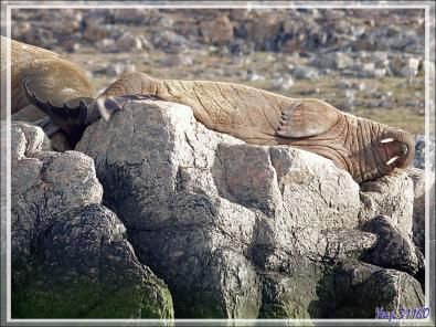 Morse, Walrus, Aiviq (Odobenus rosmarus rosmarus) - Philpots Island - Nunavut - Canada